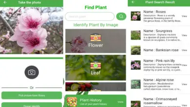 Photo of 7 migliori app libere per identificare impianti e fiori (2021)
