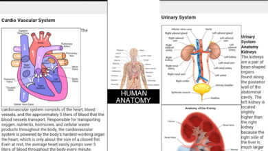 Photo of Impara l’anatomia del corpo umano con queste 7 applicazioni