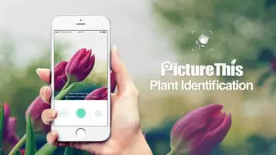 Photo of 11 Best Garden App per prendersi cura delle tue piante (2021)