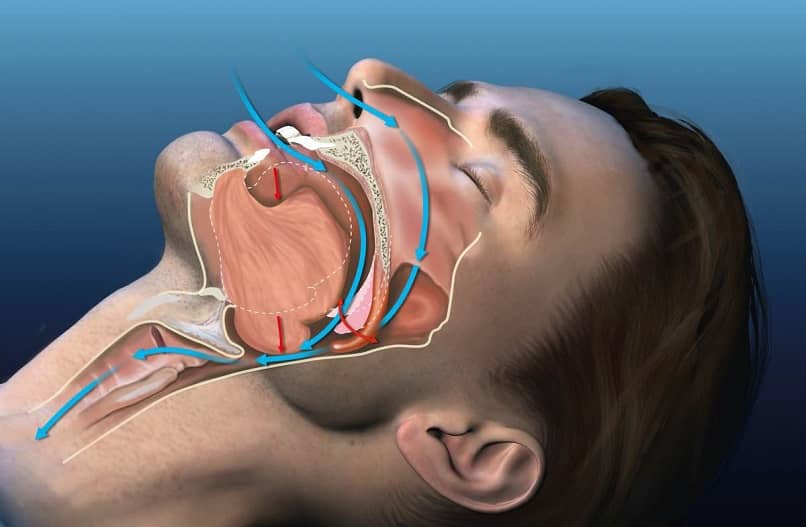 anatomia respiratoria durante il sonno