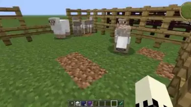 Photo of Cosa mangiano lama, pecore, tartarughe, mucche, maiali, delfini, orsi polari e altri animali in Minecraft?