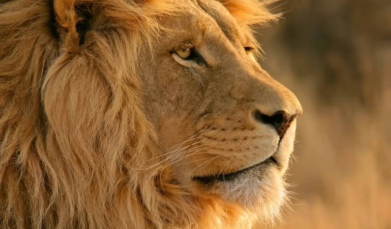 leone di profilo
