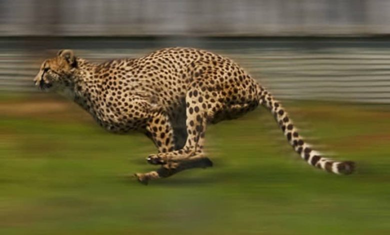 leopardo che corre sull'erba