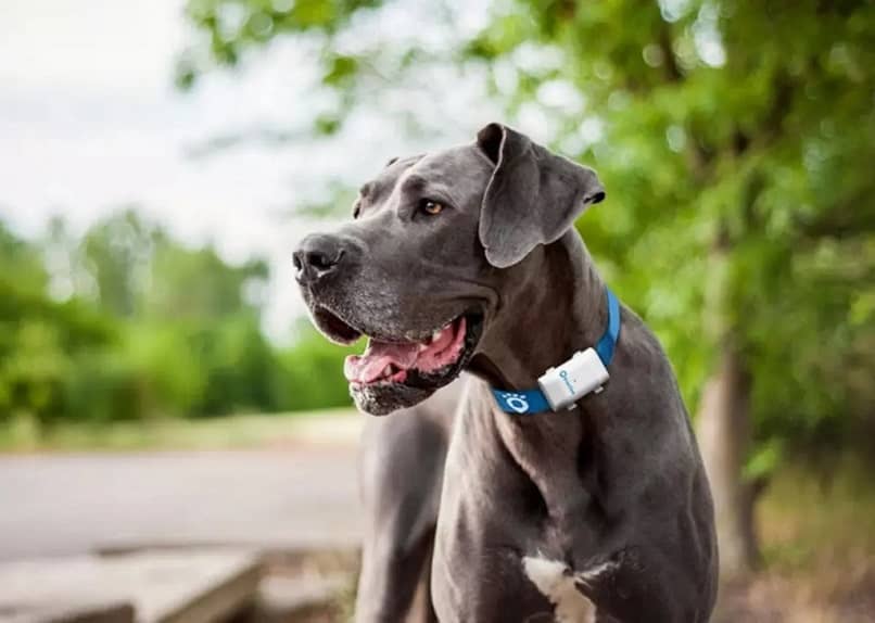 sfondo grigio del parco per cani