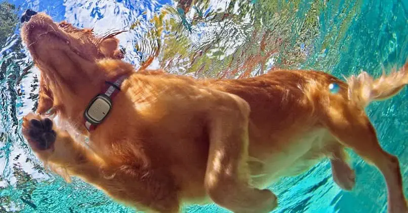 cane immerso nell'acqua