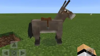 Photo of Cosa mangiano cavalli e asini in Minecraft? – Come dar loro da mangiare?